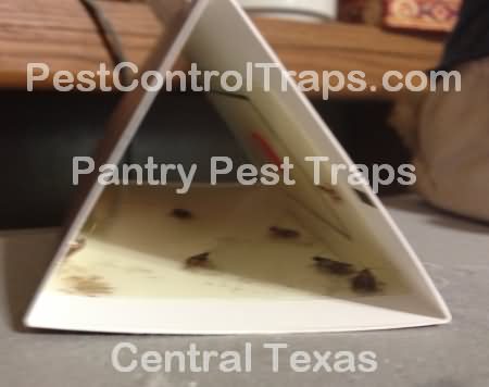 Amazing Pantry Pest Moths Trap Do It Yourself Pest Control Traps